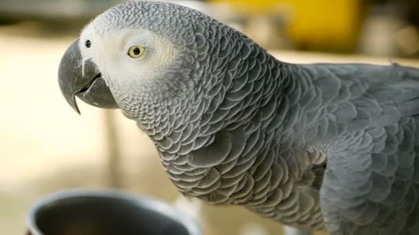Red-tailed monogamous African Congo Grey Parrot. Companion Jaco is popular avian pet native to equatorial region. — Stock Video