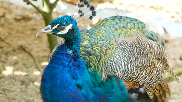 Elegante Pájaro Exótico Salvaje Con Plumas Artísticas Colores Primer Plano — Vídeo de stock