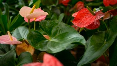 Vahşi hassas zehirli Calla lily ile doğal çiçek arka plan olarak bahçede çiçek açan sarı ercik.