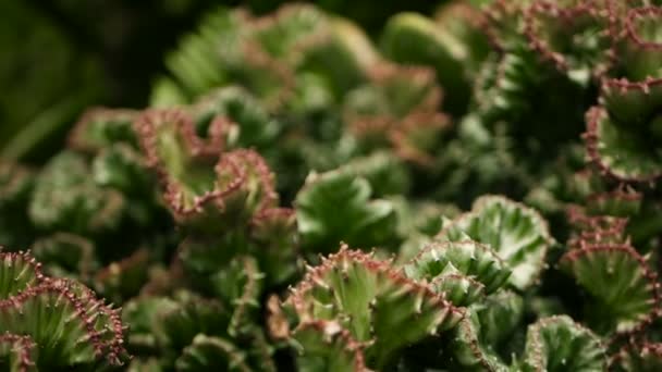 Euphorbia crested groenblijvende woestijn plant gekweekt als sier in de tuin. Vetplanten achtergrond, natuurlijke patroon — Stockvideo