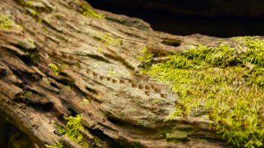Siyah termit yuvası inşa, ağaç kabuğu moss ile için toprak taşıyan damızlık. Eusocial böcekler koloni ormanda yürüyüş.