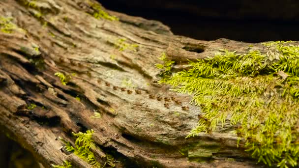 Raça de térmita preta transportando solo para construir ninho, casca de árvore com musgo. Colônia de insetos eussociais marchando na selva . — Vídeo de Stock