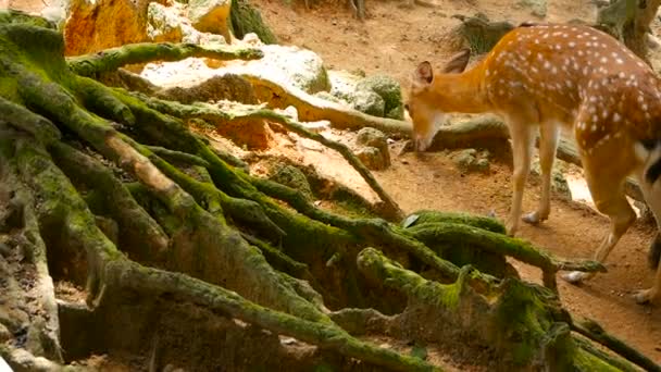 Yaban hayatı sahne. Genç whitetail geyik, orman çevreleyen içinde yabani memeli hayvanlar hayvan nadas. Benekli, Chitals, Cheetal, eksen — Stok video