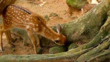 Yaban hayatı sahne. Genç whitetail geyik, orman çevreleyen içinde yabani memeli hayvanlar hayvan nadas. Benekli, Chitals, Cheetal, eksen