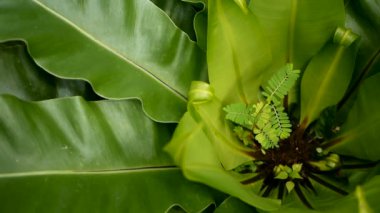 Kuşlar yuva fern, Asplenium nidus. Vahşi cennet yağmur ormanları orman bitki doğal çiçek arka plan olarak. Soyut doku yakın kadar taze egzotik tropik yeşil taze kıvırcık fantezi karanlık ormanda bırakır