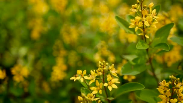 Våren fält av små gula blommor av Galphimia. Vintergrön buske av stjärnformade Golden Thryallis glauca. — Stockvideo