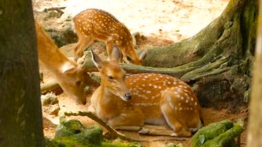 Yaban hayatı sahne. Genç whitetail geyik, orman çevreleyen içinde yabani memeli hayvanlar hayvan nadas. Benekli, Chitals, Cheetal, eksen