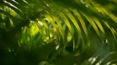 Tropikal yeşil palmiye yaprağı ile güneş ışığı, bokeh ile doğal arka plan bulanıklık. Ufuk gür yapraklar