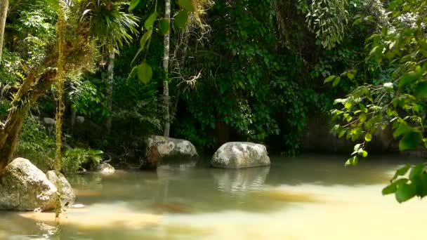 Yağmur ormanları ve nehir taşları ile. Yabani bitki örtüsü, derin tropikal orman. Ormanda ağaçların üzerinden hızlı kayalık havuzu su ile. — Stok video