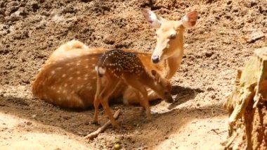 Yaban hayatı sahne. Genç whitetail geyik, orman çevreleyen içinde yabani memeli hayvanlar hayvan nadas. Benekli, Chitals, Cheetal, eksen
