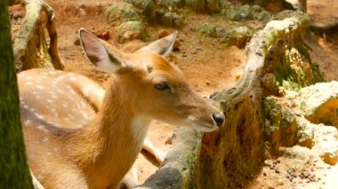 Yaban hayatı sahne. Genç whitetail geyik, orman çevreleyen içinde yabani memeli hayvanlar hayvan nadas. Benekli, Chitals, Cheetal, eksen