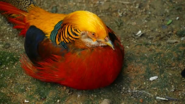 Magnifico maschio elegante di fagiano d'oro rosso cinese, Chrysolophus Pictus all'aperto. selvatico uccello esotico nella natura reale — Video Stock