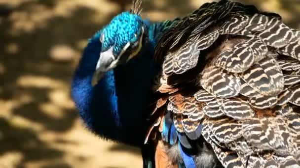 Elegante pájaro exótico salvaje, plumas artísticas de colores. Primer plano de plumaje con textura de pavo real. Peafowl verde indio volador — Vídeo de stock