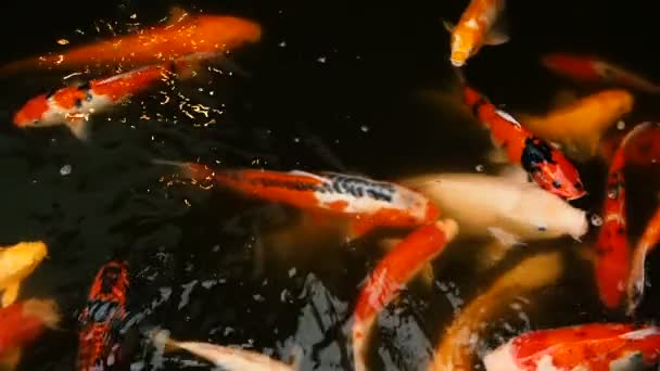 Poisson japonais Koi carpe coloré vibrant nageant dans l'étang de jardin traditionnel. Carpes chinoises fantaisie sous la surface de l'eau . — Video