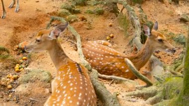 Yaban hayatı sahne. Genç whitetail geyik, orman çevreleyen içinde yabani memeli hayvanlar hayvan nadas. Benekli, Chitals, Cheetal, eksen