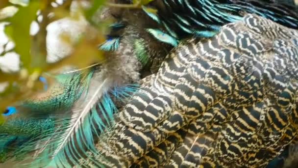 Elegante pájaro exótico salvaje, plumas artísticas de colores. Primer plano de plumaje con textura de pavo real. Peafowl verde indio volador — Vídeos de Stock