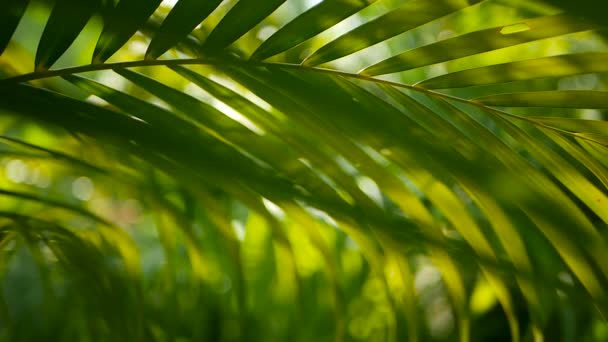 Flou feuille de palmier vert tropical avec lumière du soleil, fond naturel abstrait avec bokeh. Feuillage luxuriant déconcentré — Video