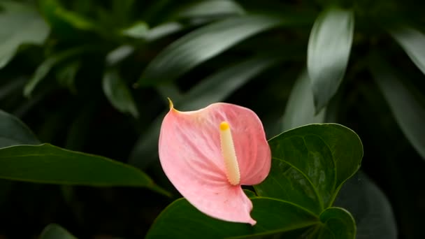 Wild delicate giftige Calla Lelie met gele meeldraad bloei in de tuin als natuurlijke florale achtergrond. — Stockvideo