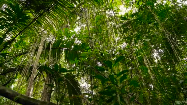 Paisagem na selva. Bosques asiáticos exóticos. Lianas musgosas penduradas no dossel da floresta tropical. Fundo natural verde — Vídeo de Stock