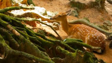Yaban hayatı sahne. Genç whitetail geyik, orman çevreleyen içinde yabani memeli hayvanlar hayvan nadas. Benekli, Chitals, Cheetal, eksen
