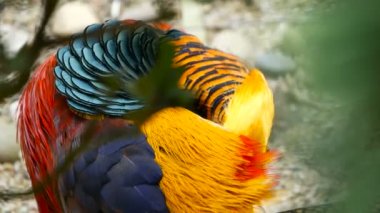 Çin kırmızı altın sülün, Chrysolophus Pictus açık havada muhteşem şık erkek. gerçek doğada vahşi egzotik kuş