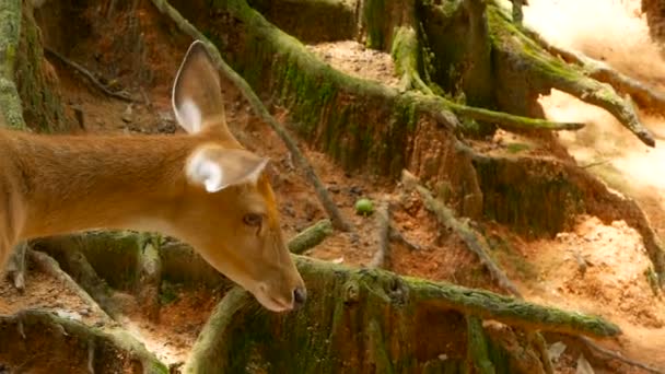 Wildlife scen. Ung trädor whitetail rådjur, vilda däggdjur djur i skogen kring. Fläckig, Chitals, vahab, Axis — Stockvideo