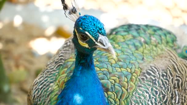 Elegante pájaro exótico salvaje, plumas artísticas de colores. Primer plano de plumaje con textura de pavo real. Peafowl verde indio volador — Vídeos de Stock