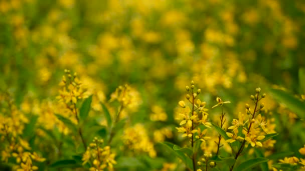 Весеннее поле маленьких желтых цветов Галфимии. Вечно зеленая шерсть золотого триколора в форме звезды . — стоковое видео