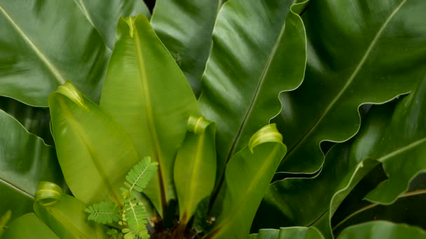 Birds Nest fern, Asplenium nidus. Wild Paradise rainforest jungle plant as natural floral background. Abstract texture — Stock Video