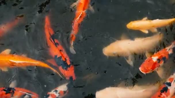 Levendige kleurrijke Japanse Koi karper vissen zwemmen in de traditionele tuin vijver. Chinese Fancy karpers onder wateroppervlak. — Stockvideo