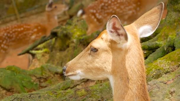 Yaban hayatı sahne. Genç whitetail geyik, orman çevreleyen içinde yabani memeli hayvanlar hayvan nadas. Benekli, Chitals, Cheetal, eksen — Stok video