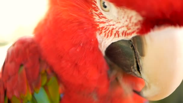 Close up of Red Amazon Scarlet Macaw parrot or Ara macao, in tropical jungle forest. Wildlife Colorful portrait of bird — Stock Video