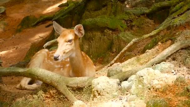 Dzikość sceny. Młody odłogiem whitetail jelenie, dziki ssak zwierzę w otaczającym lesie. Łaciate, Chitals, Cheetal, oś — Wideo stockowe