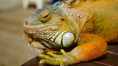 Uyuyan ejderhayı. Canlı kertenkele istirahat yakın çekim portre. Seçici odak. Yeşil Iguana için tropikal alanlarda yerel