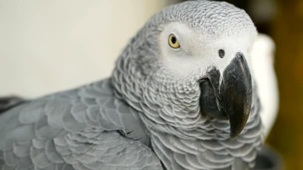 Pappagallo grigio del Congo africano monogamo dalla coda rossa. Compagno Jaco è popolare animale domestico aviario nativo della regione equatoriale . — Video Stock