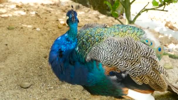 Elegantní divokých exotických ptáků, barevné umělecké peří. Detailní záběr z peří páva texturou. Letící Páv korunkatý zelené — Stock video