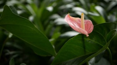 Vahşi hassas zehirli Calla lily ile doğal çiçek arka plan olarak bahçede çiçek açan sarı ercik.