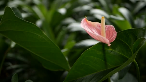 Дикая хрупкая ядовитая лилия Калла с желтой тычиной, цветущей в саду в качестве естественного цветочного фона . — стоковое видео