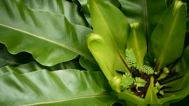 鳥の巣シダ、ナンバンカラムシ。自然の花の背景として野生の楽園熱帯雨林ジャングル プラント抽象的なテクスチャ — ストック動画