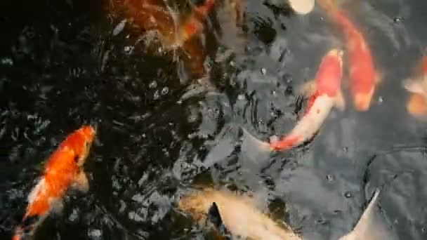 Levendige kleurrijke Japanse Koi karper vissen zwemmen in de traditionele tuin vijver. Chinese Fancy karpers onder wateroppervlak. — Stockvideo
