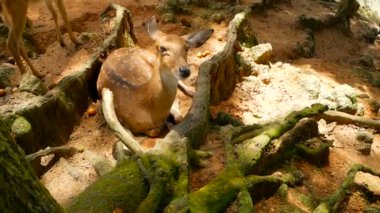 Yaban hayatı sahne. Genç whitetail geyik, orman çevreleyen içinde yabani memeli hayvanlar hayvan nadas. Benekli, Chitals, Cheetal, eksen
