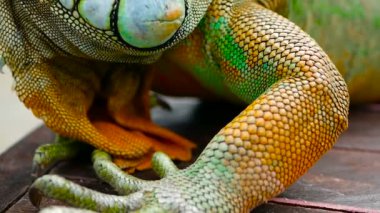 Uyuyan ejderhayı. Canlı kertenkele istirahat yakın çekim portre. Seçici odak. Yeşil Iguana için tropikal alanlarda yerel