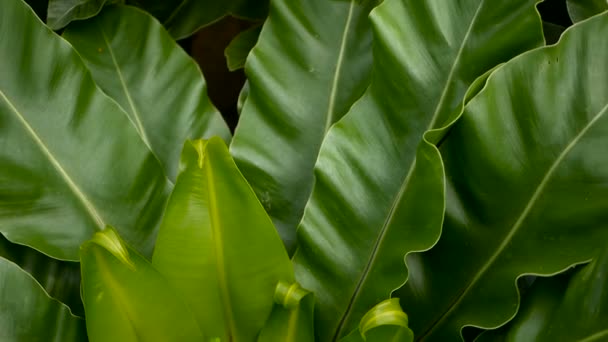 조류 둥지 펀, Asplenium nidus. 자연 꽃 배경으로 야생 낙원 열대우림 정글 식물. 추상 텍스처 — 비디오