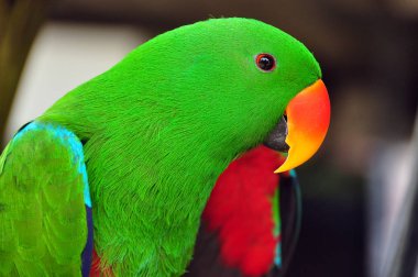 Eclectus papağanı, Closeup canlı yeşil renkli Eclectus papağanı parlak Gaga ile yeşil başlı