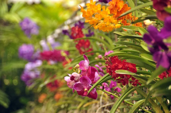 Multicolored Flowers Green Leaves View Bright Multicolored Flowers Growing Wild — Stock Photo, Image