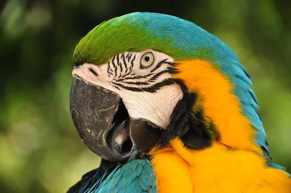 Zbliżenie Wielobarwny Ara Strzał Zbliżenie Piękna Ara Niebieski Żółty Ptak — Zdjęcie stockowe