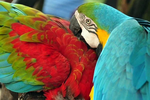 Tropical multicolored macaw birds, View of blue and yellow macaw with green-winged macaw in wild nature