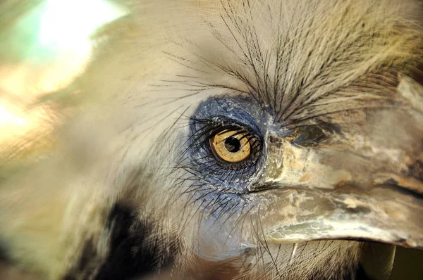 Close Van Oog Wit Gekroond Neushoornvogel Close Shot Van Wit — Stockfoto