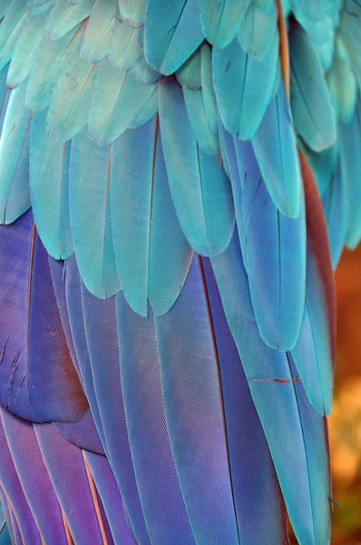 Wielobarwny Piór Tropikalna Papuga Tło Piękne Kolorowe Piór Ptaków Ara — Zdjęcie stockowe