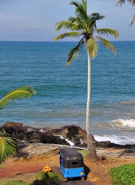 Küçük Mavi Van Tropikal Palmiye Ağacı Sri Lanka Ile Egzotik — Stok fotoğraf